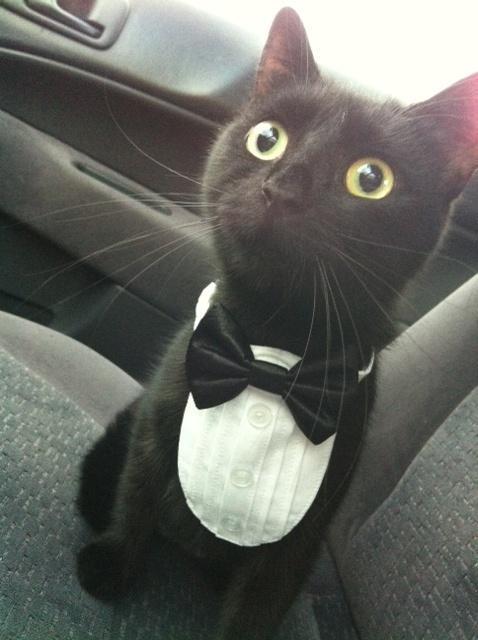 kiddypurr's tweet photo. "@azizaahh: "@awwclub: Looks smart in that tuxedo. http://t.co/KHW0JIV8VC"" i should buy a tuxedo.