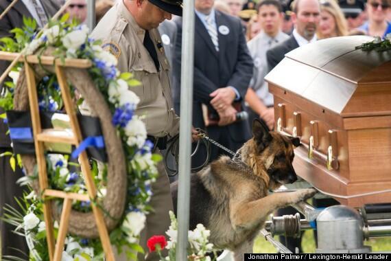 NaturPictures's tweet photo. Un perro policía en el funeral de su responsable http://t.co/opvFV44b22