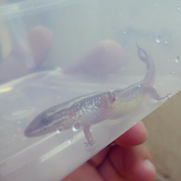 Mengkarung Hashtag On Twitter