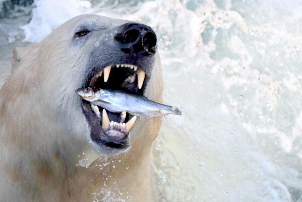 Resultado de imagen para fotos de osos polares comiendo