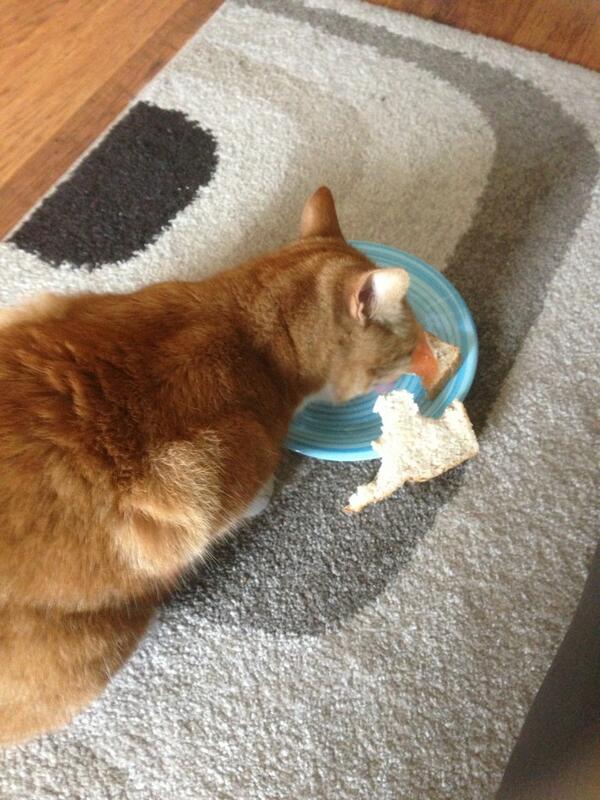 Fleabag1Tracey's tweet photo. Not going to finish you sandwich?? Don't mind if I do!! http://t.co/WI8mi6NzeH