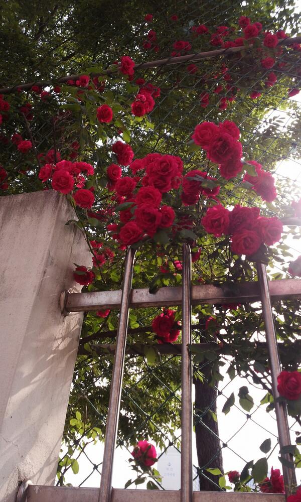 todud321's tweet photo. What a  nice roses! http://t.co/S7AP5Ds9To