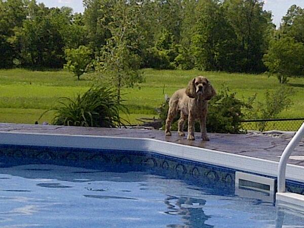 WicketsWebWorld's tweet photo. On frog patrol. Thank goodness he has a full time job. Dog lifeguard to drowning pool frogs!!! #funnycocker http://t.co/4JMoTKY6JC
