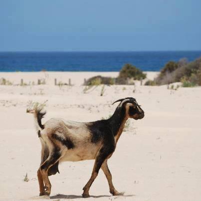 TonyMilanese's tweet photo. In #Fuerteventura you can see... http://t.co/Uuv1lksI3p