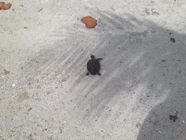 Another turtle release by Maya Key. This little guy here for 6 months for rehab and now he is back in the sea