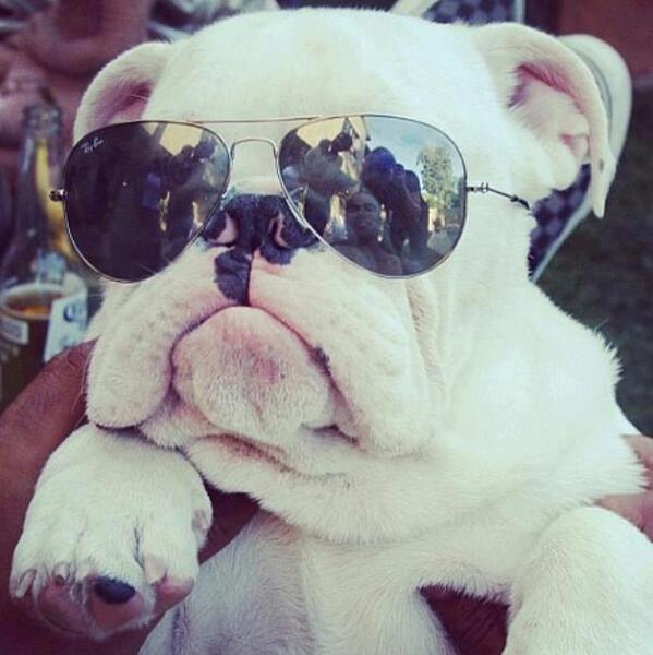 SlashHungary's tweet image. Love Love Love Bulldogs !