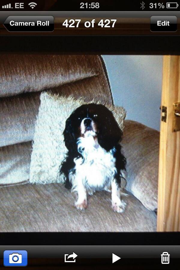 Please help us find this dog. #KingCharlesSpaniel went missing from the #SkiptonRoad area of #Harrogate. Old & timid.