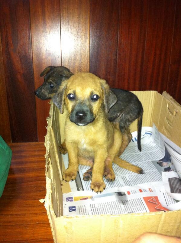 ProtegePeludito's tweet photo. Roberto esta en ADOPCIÓN, es cariñoso, y busca una familia,dale una oportunidad! #ccs @AnimalistasPRO @Perrousuario http://t.co/vCUFP9L4pR