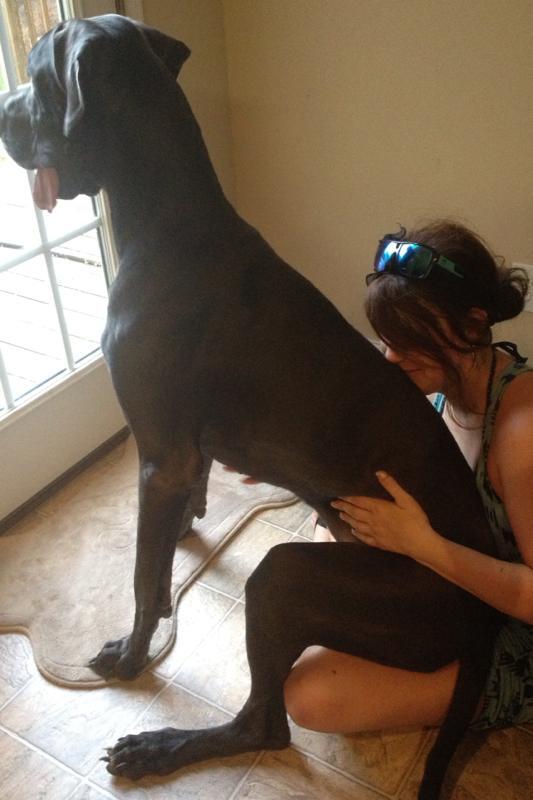 juff595's tweet photo. Lap dog that shouldn't be a lap dog #SoAdorable #Gigantor #IWantOne http://t.co/bdBpXNr966