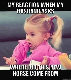 PhotoJoePhotog's tweet photo. I know this look all too well..... #toomanyhorses #obsession http://t.co/lZSYe0vG9R