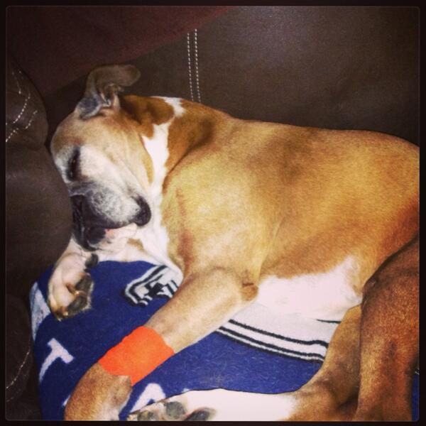 CarnyPug's tweet photo. Big day for Chloe! Dental surgery. Lots of meds. Sweet girl. #boxer #FudosBestFriend #pug http://t.co/P9Vz2NSV4I