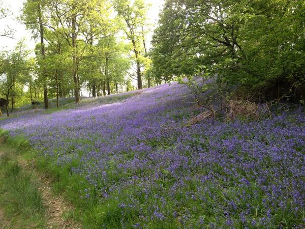 rosebugler's tweet image. back to cumbria from Naples &amp;amp; catching up on twitter reminds me how precious are our woods &amp;amp; shade via @RuralGurn