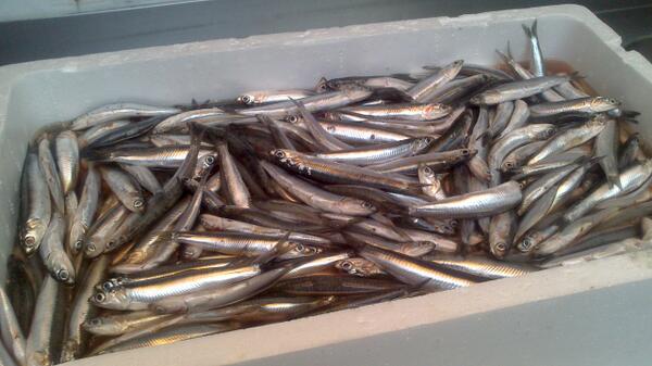 RteCasaFranco's tweet photo. Buenos días, boquerones listos para limpiar y servir http://t.co/6b7s5Zv6Lw