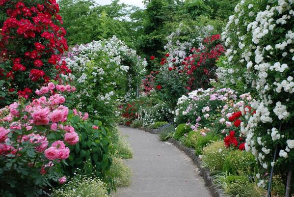 中野市の『なかのバラまつり』お写真は昨年２０１２年６月中旬の花景色。 美しいバラに囲まれての贅沢なひと時。 信越自然郷にお越しの折は、是非。