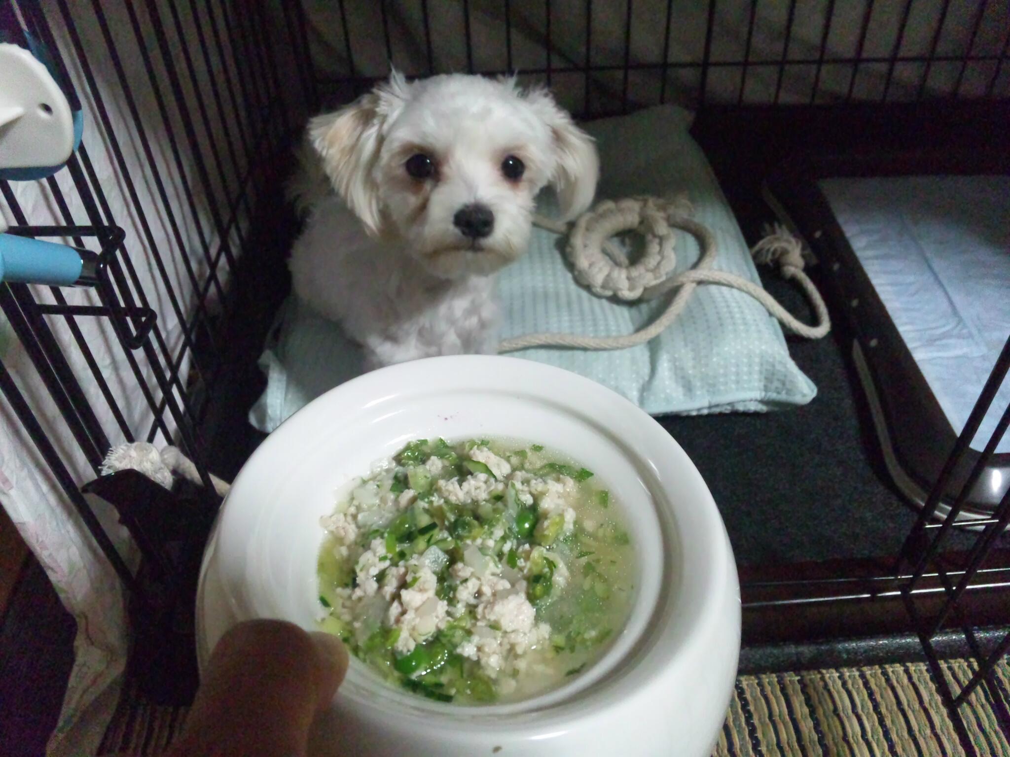 ガンちゃん系 夏バテ対策犬ごはん 題して ささみ 大根 グリンピース レタスの水煮のきゅうり 大葉 長いも和え 題になってないですねｗ 一応全部 犬食いしてくれました Http T Co Okrr3e5a3n Twitter