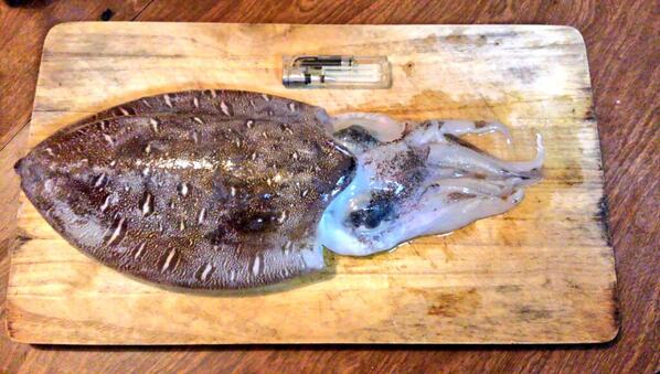 Ewokh 40cm900gの初モンゴウイカ子持ちだった 別名カミナリイカ さばくの一時間くらいかかった Http T Co Uudwrhwonv