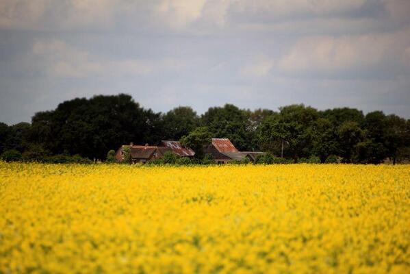 Vera Westerveld tweet media