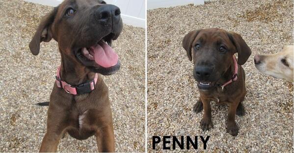 CampBowWowConco's tweet photo. Another one of our foster pups found its furr-ever home! Penny was adopted Friday by one of our very own counselors! http://t.co/h3sxSvdojv