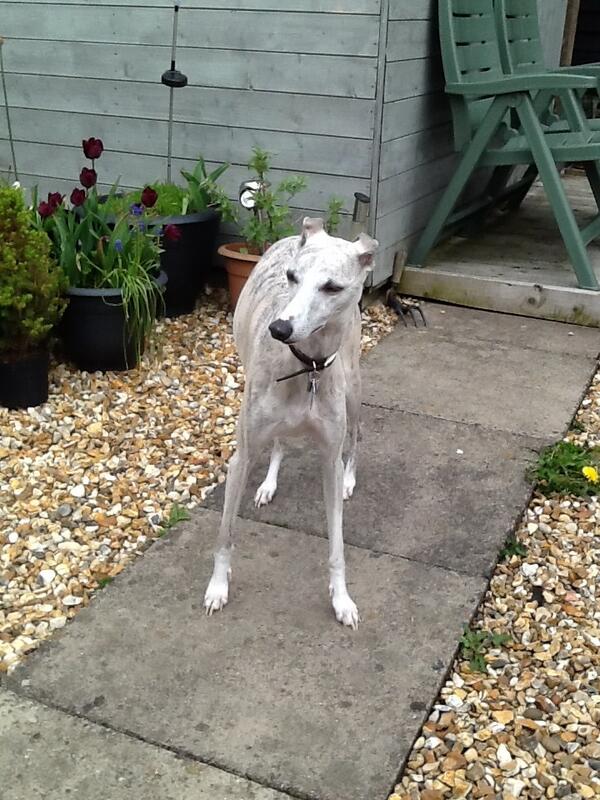 whipblue's tweet image. Nothing is to enter the garden #flycatching