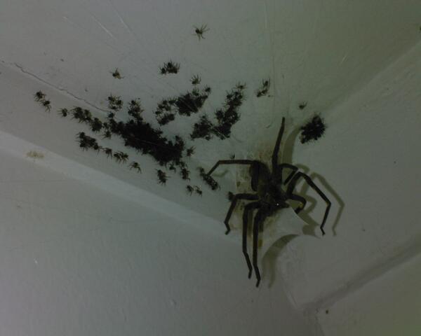 MejoresTwits's tweet photo. -¡MAMÁAAAAA VEEEN UNA ARAÑAAAA! 
+Tranquilo, que no será para tanto, haber, ¿Dónde estHOSTIA PUTA, COGE LA ESCOPETA. http://t.co/Y0OCbeKZFl