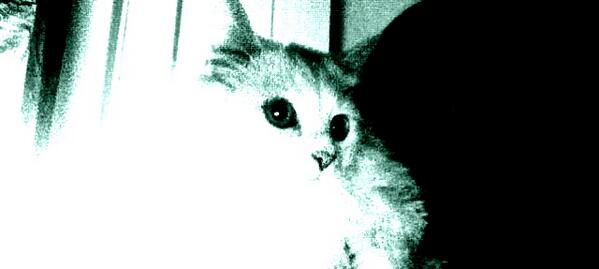 DarklessShadow tweet picture