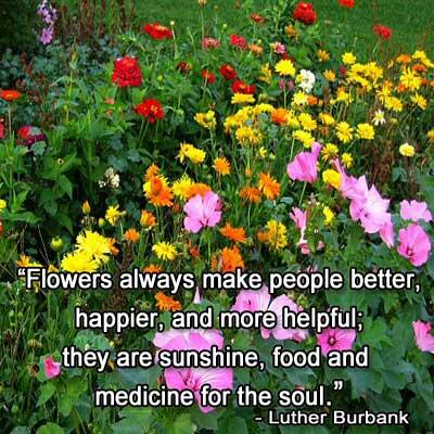 MyRaisedBedGard's tweet photo. Flowers Always Make People Better - http://t.co/aFHS7Z1Qwy http://t.co/jKXQ8i51n8