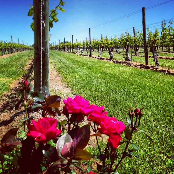 RT <a href="/wolfferwine/">Wölffer Estate</a>: All the rain we had yesterday made these flowers in our vineyard pop! #summerinabottle