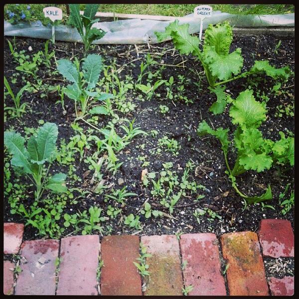 MyRaisedBedGard's tweet photo. My greens are thriving, but unfortunately so are the weeds. The downside of ... - http://t.co/Hl8zHX3qpt http://t.co/KjiPHsDArr