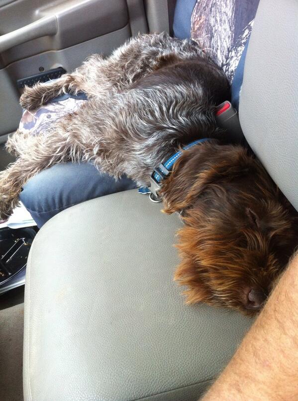 flink8285's tweet photo. One worn out pup from a full day of fishin. http://t.co/ys706amEN8