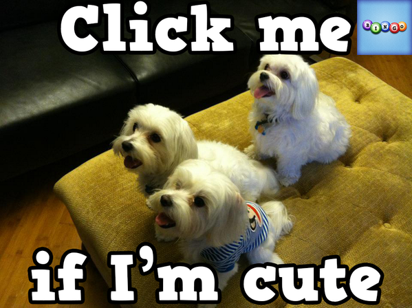 dosslo's tweet photo. Play Bingo with Friends! #ilovebingo #BingoRun http://t.co/j71YEO6Neq http://t.co/6i8Na2t6qZ