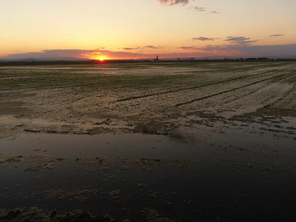 PaellasVelarte's tweet photo. Cuantas #paellas saldrían de estos campos? El #arroz sembrado y la panorámica espectacular #LaMillorTerreta http://t.co/8mFMlfFsS6