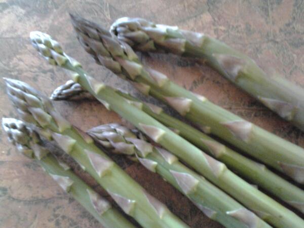 Asparagus for my salad directly from the garden! @TBayFoodies