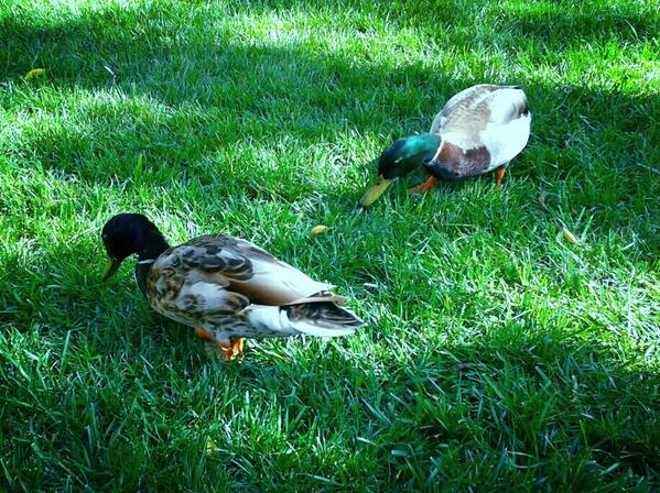 bmctweets's tweet photo. Mother duckers! #fuckerswithad http://t.co/QIXRieEo7H