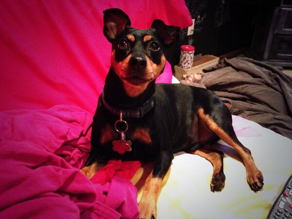 KatiRue's tweet photo. Oo Chevy is working the camera #getitgurl http://t.co/LGRu6sb25u