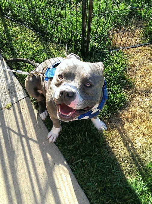 My boy is a blue nose pure bred American Staffordshire terrier 2 n half years old muthafuckin #stunna<a href="/tag/stunna"class="tags"><span>#stunna</span></a>