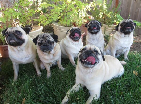 What is a Group of Pugs Called  