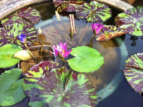 alicelcc's tweet photo. more lotus flower http://t.co/CF9Q8oLbk7