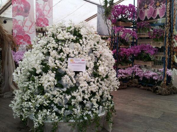 Ons arrangement staat er prachtig bij! Bij #sezanneorchideeenshow. Morgen opening van de show!