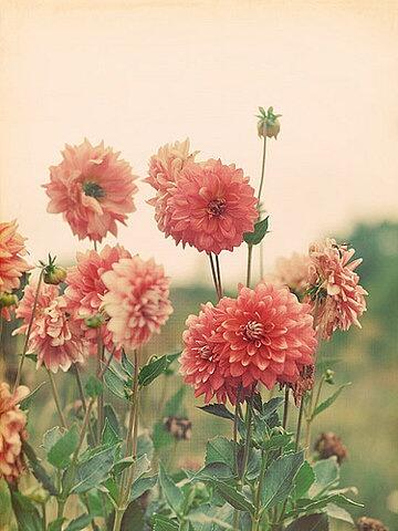 ChrisHOlsen's tweet photo. May is the perfect time of year for planting dahlias. Do you have any in your garden? http://t.co/w4wOKIMoVk