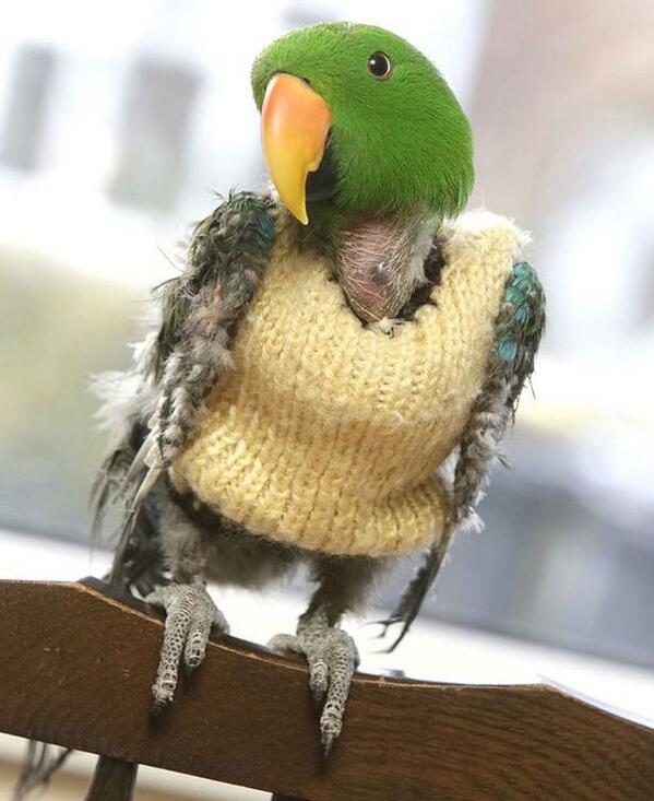 SweatersOfNote tweet picture