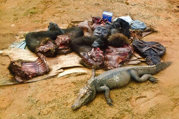 SOS_ANIMAISB_RJ's tweet photo. OS TRIBAIS SÃO CRUÉIS E PRIMITIVOS,SAIBA QUE NÓS TBM SOMOS,COM UMA DIFERENÇA SABEMOS DISTINGUIR O Q É CERTO E ERRADO! http://t.co/i2jn88L219