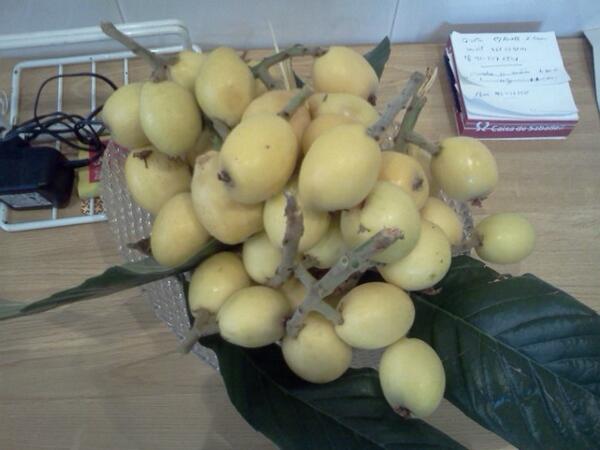 zahir_'s tweet image. Collits fa res del nesprer d&apos;Horta. Menjar fruita recent collida de l&apos;arbre a Bcn!!! #nyam #privilegis