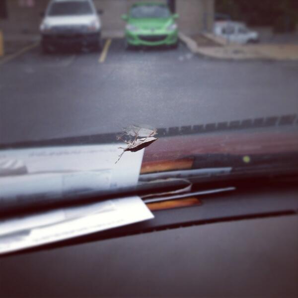 ByAmandaD's tweet image. Ninja #stinkbug. #pennsylvaniaproblems
