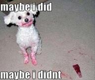 CB1NG's tweet image. @izzyb1996 this is more of a bit of you ;) #alwaysinnocent