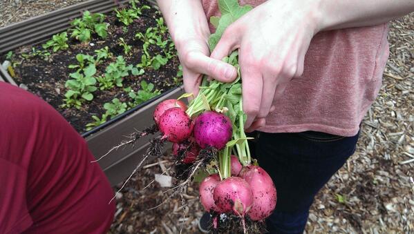 Abby Lundrigan holding our first harvest of radishes!