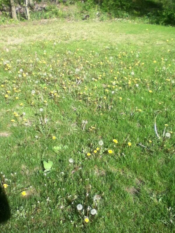 alexPloof's tweet image. Dandelions on my lawn&amp;gt;&amp;gt;&amp;gt;&amp;gt; #getoffthelawn #itsforthegrass