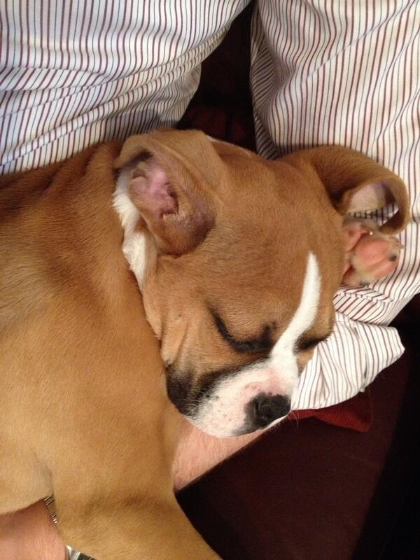 amwzim's tweet image. My new little sister, Maggie: