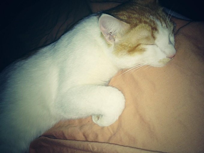 I miss him😢💔 #comehomegato http://t.co/Kq2kDVh2T4<a href="/tag/comehomegato"class="tags">#comehomegato</a>
