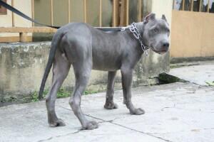 vidiliandi's tweet photo. @InfoPitbull umur 8bulan http://t.co/WH0JU8xGZs
