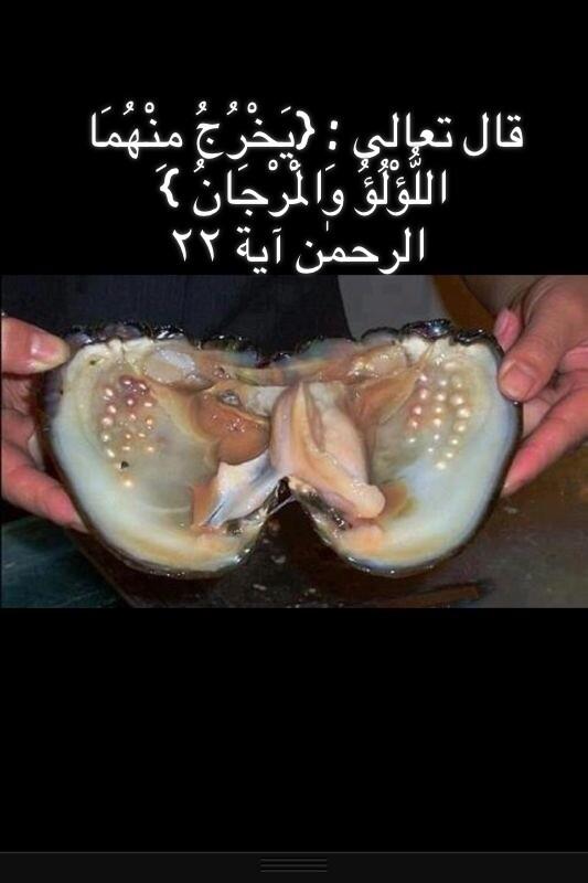 Musadsaad's tweet photo. ​هل رأيت شكل اللؤلؤ الطبيعي  داخل المحار !!   

سبحان الله .. http://t.co/XlJPdycGYJ